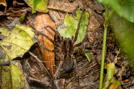 Ctenus, genus of wandering spiders, family ctenidae. Monte Verde, Santa Elena, Costa Rica wildlife.