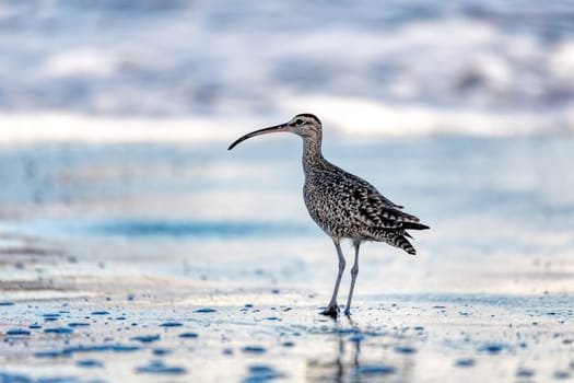 Eurasian or Common whimbrel (Numenius phaeopus), bird known as the white-rumped whimbrel in North America, wader in the large family Scolopacidae. Tortuguero, Wildlife and birdwatching in Costa Rica.