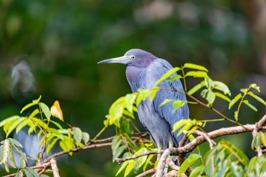 Little blue heron (Egretta caerulea) is a small heron of the genus Egretta. Tortuguero, Wildlife and birdwatching in Costa Rica.