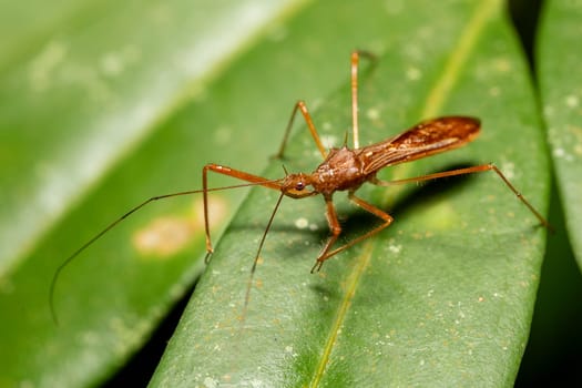 Reduviidae is a large cosmopolitan family of the order Hemiptera, true bugs or assassin bugs. Refugio de Vida Silvestre Cano Negro, Costa Rica wildlife.