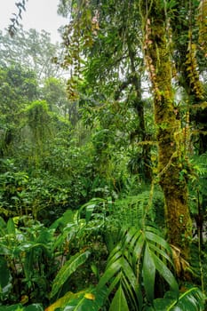 Green dense Tropical rainforest landscape. Mountain rain forest with mist and low clouds. Traditional Costa Rica greenery landscape. Santa Elena, Costa Rica