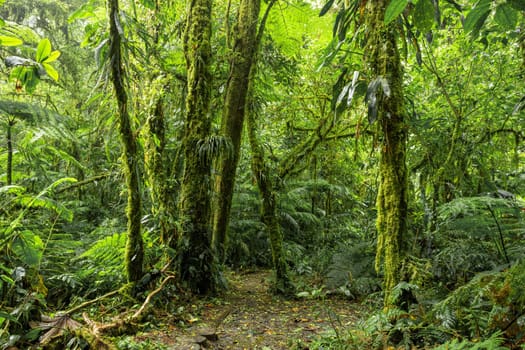 Green dense Tropical rainforest landscape. Mountain rain forest with mist and low clouds. Traditional Costa Rica greenery landscape. Santa Elena, Costa Rica
