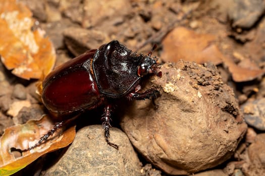 Strategus aloeus, the ox beetle, is a species of rhinoceros beetle, big insect bug founded in Carara National Park, Tarcoles, Wildlife in Costa Rica.