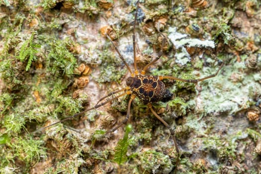 Eucynortula albipunctata, insect beetle in the family Cerambycidae, known as longhorn beetles or longicorns. Species of arachnids. Monte Verde, Santa Elena, Costa Rica wildlife, Costa Rica wildlife.