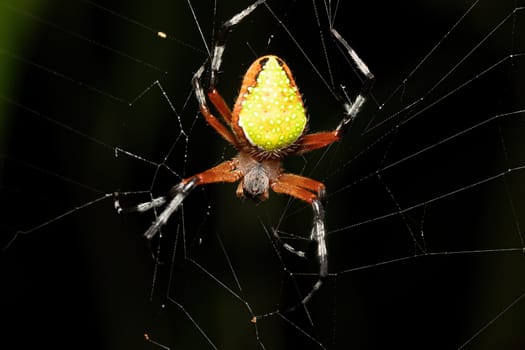 Eriophora nephiloides, the tropical orb weaver, is a species of orb weaver in the spider family Araneidae. Tortuguero, Costa Rica wildlife.
