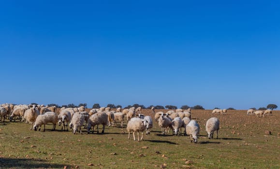 Sheeps pacing peacefully in the fields of Zamora countryside. Spain
