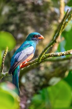 Slaty-tailed trogon (Trogon massena) is a near passerine bird in the family Trogonidae, the quetzals and trogons. Tortuguero, Wildlife and birdwatching in Costa Rica.