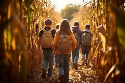 Group of children exploring corn maze in the fall day. School friends playing in corn maze. Kids on pathway in corn field. Popular tourist attraction. Playing on corn labyrinth field