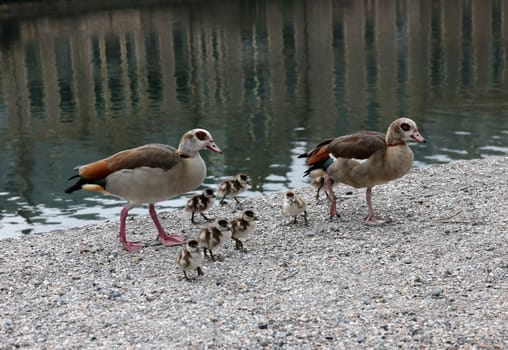 A family of ducks at the Hofvijver pond in The Hague, Netherlands