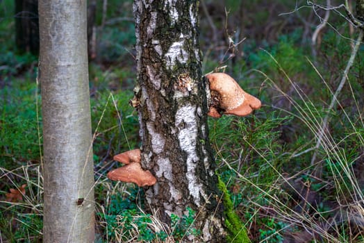 several large fungus on a birch tree