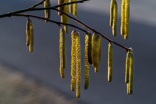 hazel tree blooming with catkins
