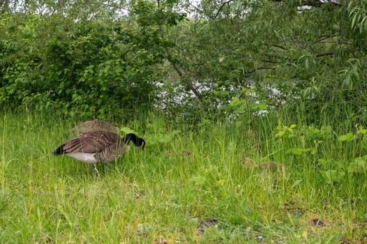 Canada geese ( Branta canadensis ) chicks with a goose in the green grass in the wild