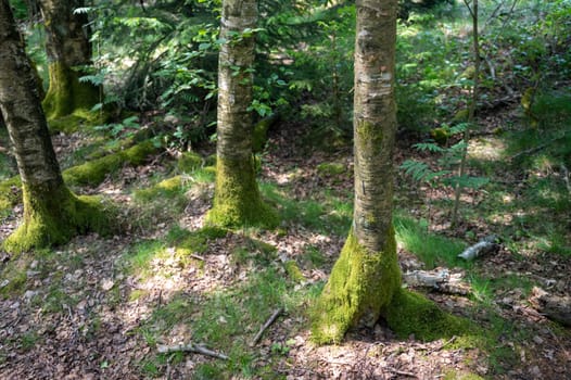 Trees in the forest overgrown with green moss
