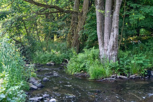 The Eder - A river in Germany in a green landscape with low water level