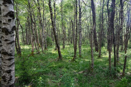 Carpathian birch forest ( Betula carpatica ) in the red bog in the High Rhön, Hesse, Germany