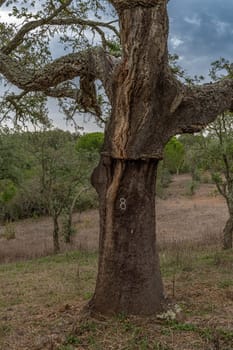 peeled bark of cork oak
