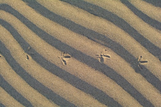 Close-up of ripples in the sand with foorprints of a bird
