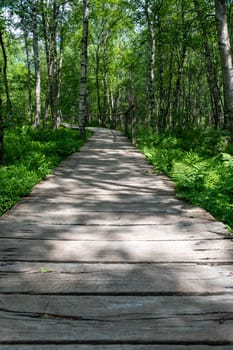 A Carpathian birch ( Betula carpatica ) forest with wooden footbridge in the red moor in the high Rhön, Hesse, Germany