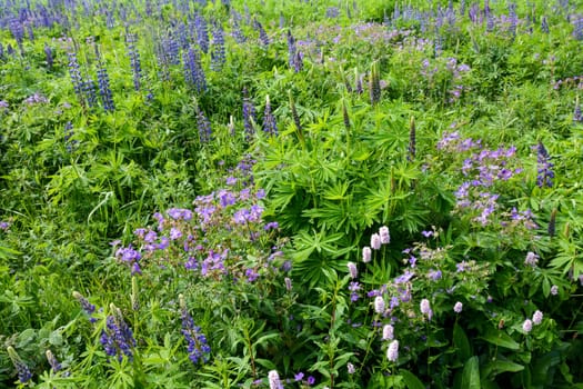 Green meadows with lots of purple lupins in the high Rhoen, Bavaria, Germany