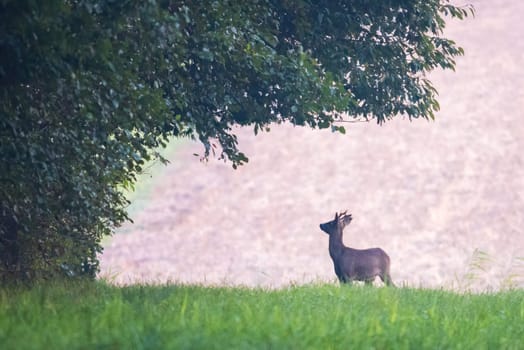The roe deer on the forest edge