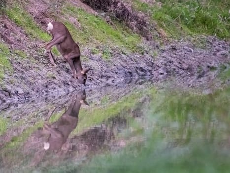 Roe deer, capreolus capreolus, drinking from splash with reflection in water