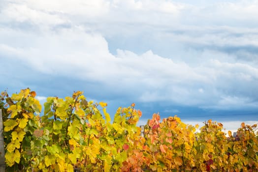 Vineyard in autumn