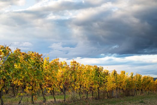 Stunning display of autumn colours on rolling grape vines against a dark and stormy sky.