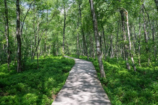 Wooden path in the Carpathian birch forest ( Betula carpatica ) in the red moor in the high Rhön, Hesse, Germany