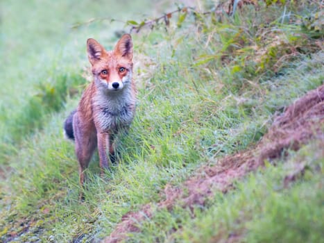 Soaked red fox, vulpes vulpes, looking on grassland in rainy summer day