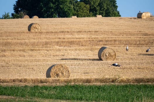 White storks ( Ciconia ciconia ) between hay bales in a harvested field with blue sky