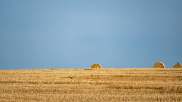 Straw bales on harvested field with horizon and blue sky