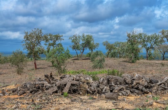 Traditional landscape of the Alentejo with cork trees, Portugal