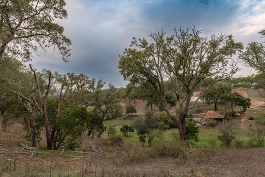 Traditional landscape of the Alentejo with cork trees, Portugal
