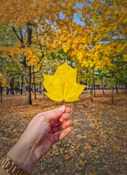 Closeup woman hand in the park holding a yellow maple leaf. Autumnal background, fall season beauty