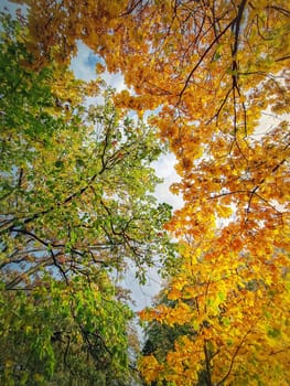 A look up to the colorful autumn trees crown. Natural multicolored foliage texture. Fall season forest background
