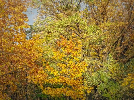 Colorful autumn trees texture. Fall season nature details, multicolored foliage