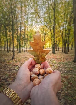 Closeup woman hands holding oak acorns in the woods. Fall colorful leaves seasonal background