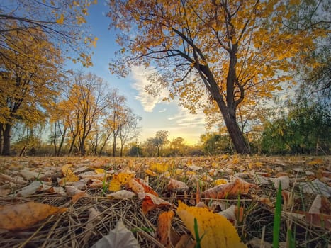Fall season landscape with colorful trees and yellow foliage on the ground. Calm sunset view, october scenery near the woods