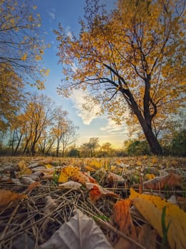 Autumn season landscape with multicolored trees and yellow leaves fallen on the ground. Calm sunset view, october scenery near the forest