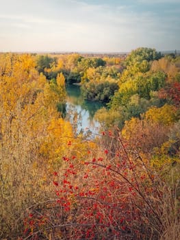 Picturesque autumn landscape with red brier bush and a view to the Prut river surrounded by colorful forest