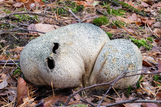 old adult common earthball mushrooms on the forest floor with spores