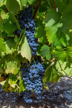 Ripe black grapes on the vine. Selective focus. Douro river valley in Portugal.