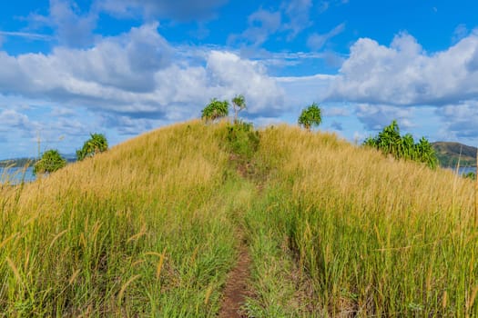 The top of Nacula island vegetation, Yasawa Islands, Fiji, South Pacific