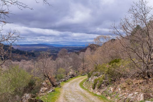 The road in the Camino de Santiago pilgrimage, crossing a green forest
