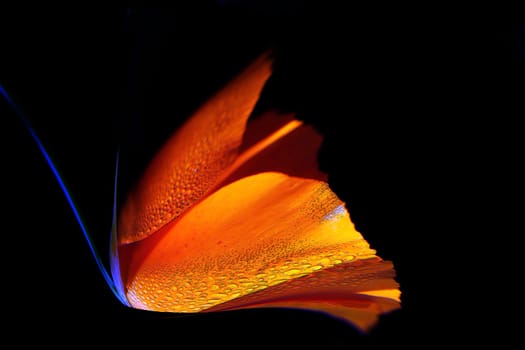 Californian poppy flower with rain drops