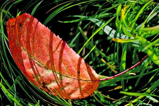 autumnal colored beech leaf in a green meadow
