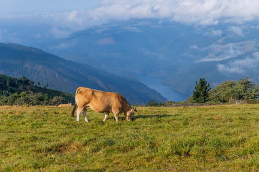 Cows at Grandas de Salime along the Camino de Santiago trail, Asturias, Spain