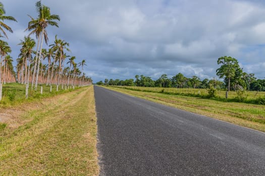 A picturesque tropical road along the green vegetation on Vanuatu