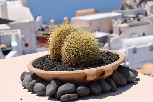 Santorini, Greece. Green succulents with white houses background.