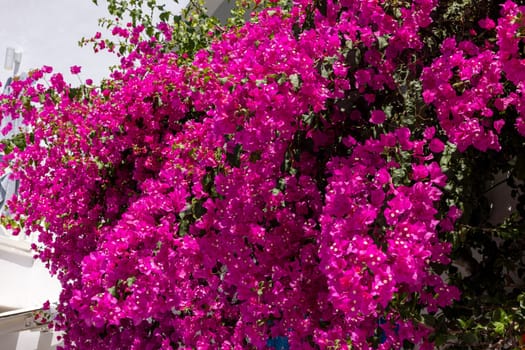Blooming red bougainvillea flowers in Santorini island.